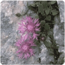 La Centaurea montis-borlae che prende il suo nome dal Monte Borla 